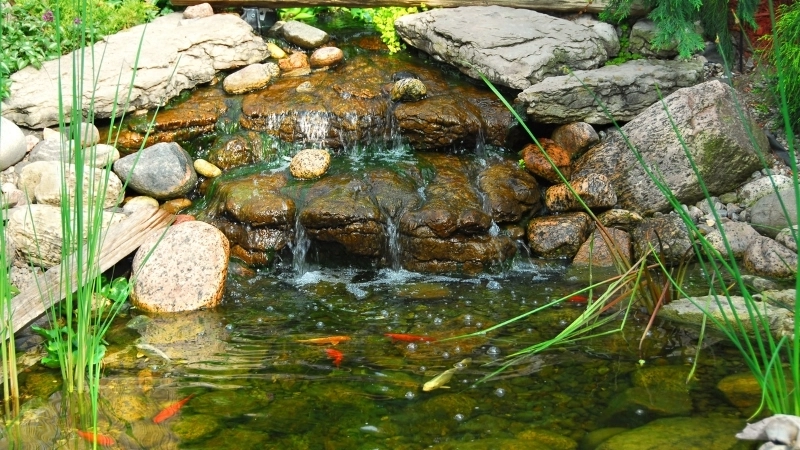 Xác định hướng đặt hồ cá theo tuổi gia chủ chính xác