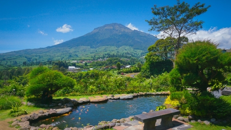 Gợi ý nuôi cá gì trong hồ sân vườn để dễ chăm sóc