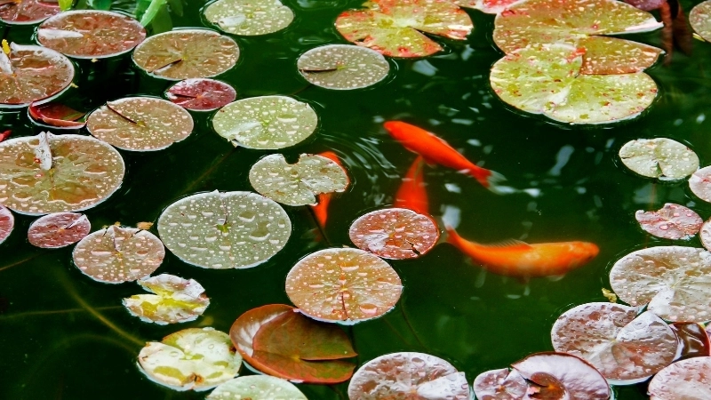 Bố trí hồ cá sân vườn phong thủy mang lại tài lộc