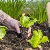 Bí quyết làm đất trồng rau tại vườn nhà chuẩn chuyên gia