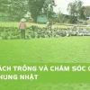 Bí quyết trồng cỏ nhật sân vườn xanh mướt quanh năm