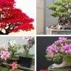 Khám phá vườn cây cảnh đẹp nhất Việt Nam và những bí mật phong thủy