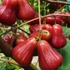 Những Loại Cây Ăn Quả Nên Trồng Trong Vườn Nhà