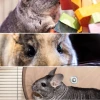 Comprehensive guide to enrichment activities for pet chinchillas in 2026