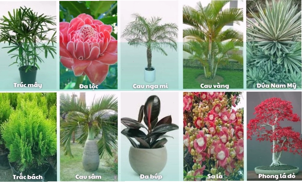 10 gợi ý cây trồng sân vườn