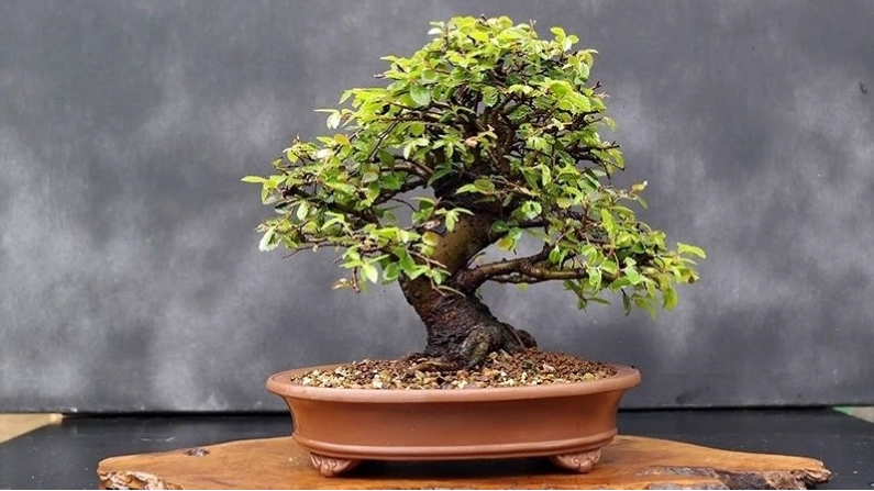 Bonsai Du Tàu thích hợp để trang trí ban công và sân vườn