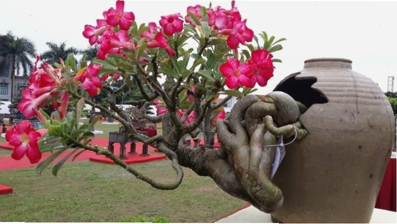 Bonsai Hoa Sứ với những bông hoa to, màu sắc rực rỡ