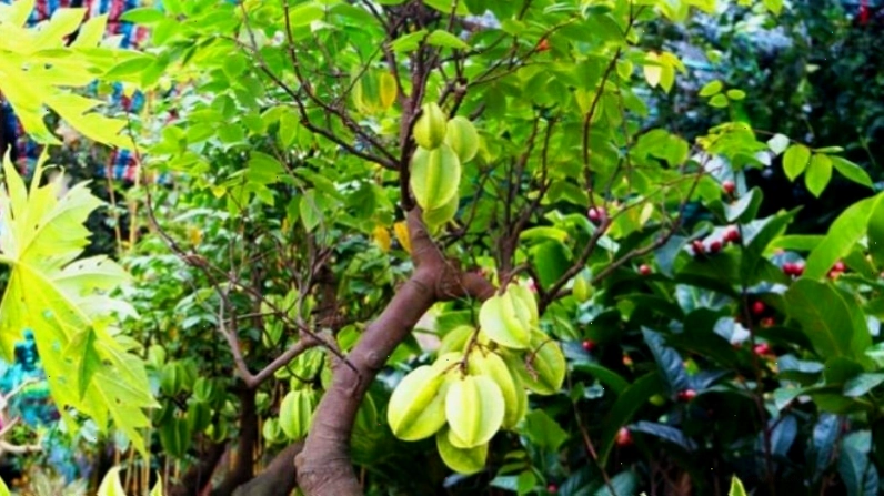 Bonsai Khế Cảnh mang ý nghĩa sum vầy, gia đình hạnh phúc