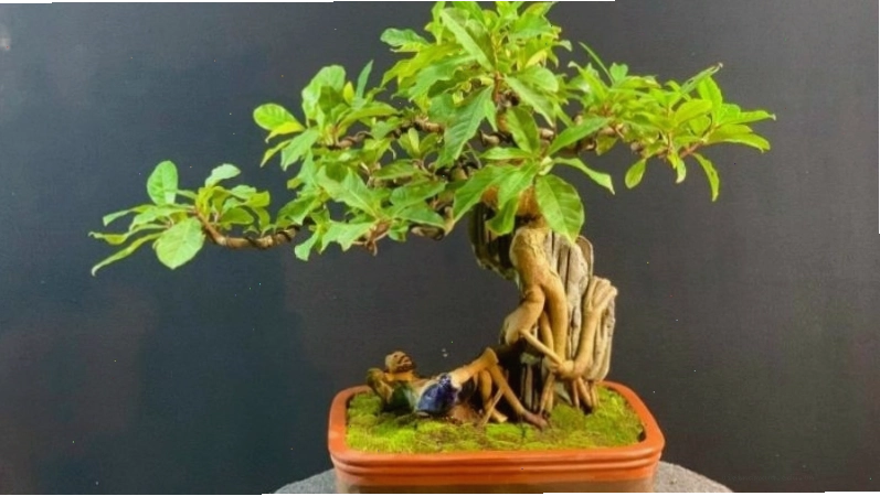 Bonsai Lộc Vừng mang nhiều lộc, tượng trưng cho tài khí dồi dào