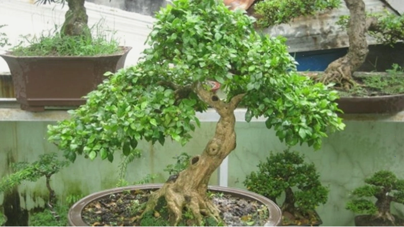 Bonsai Nguyệt Quế, biểu tượng của vinh quang và thành công