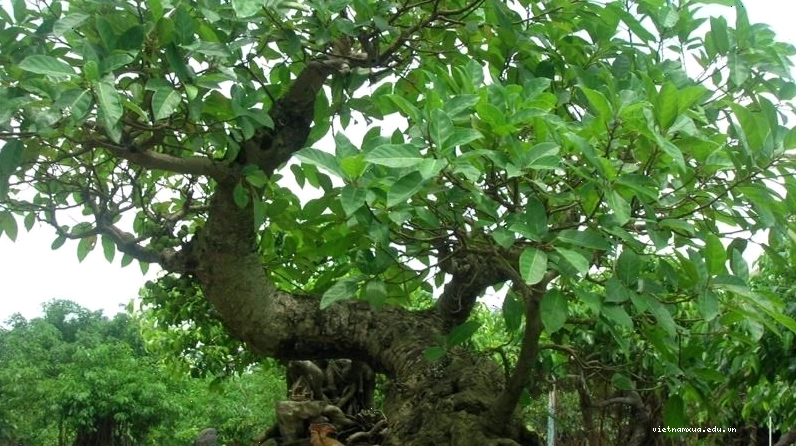 Bonsai Sung Cảnh mang tới sự sung túc, đủ đầy cho gia đình