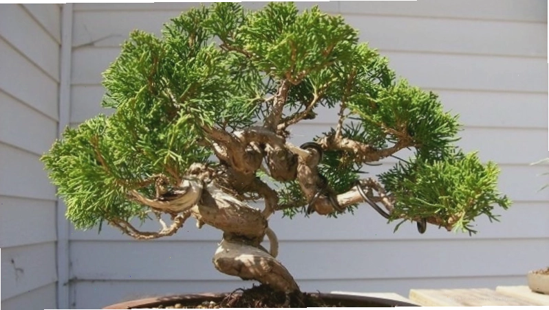Bonsai Tùng Bồng Lai với ý nghĩa phú quý và trường tồn