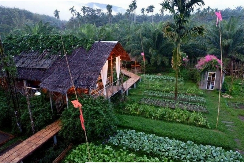 Các chậu rau được trang trí đẹp mắt