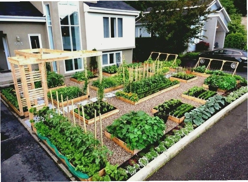Các loại chậu trồng rau đa dạng về kích thước và chất liệu