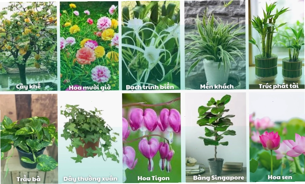 Các mẫu cây cảnh đẹp cho sân vườn