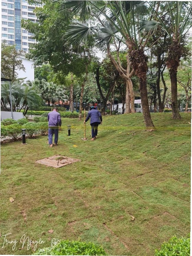 Cắt tỉa cỏ nhung nhật định kỳ