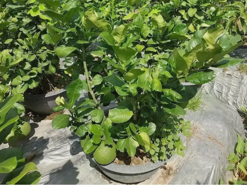 Cây bưởi sai trĩu quả