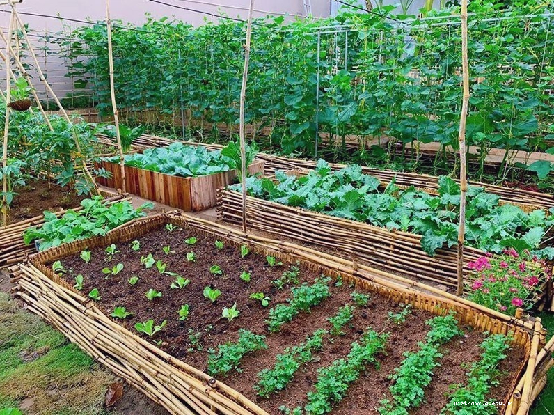 Cây cà chua sai quả trong vườn nhà