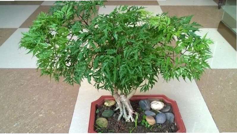 Cây cảnh bonsai Đinh Lăng với nhiều công dụng và ý nghĩa phong thủy