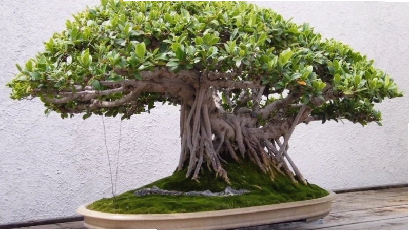 Cây Đa Cảnh Bonsai với bộ rễ đồ sộ, biểu trưng cho sức sống mãnh liệt