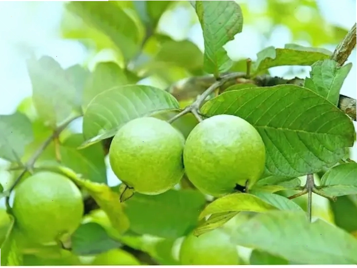 Cây ổi sai quả trong vườn nhà