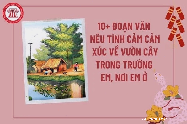 Cây ổi trĩu quả trong khu vườn nhà em