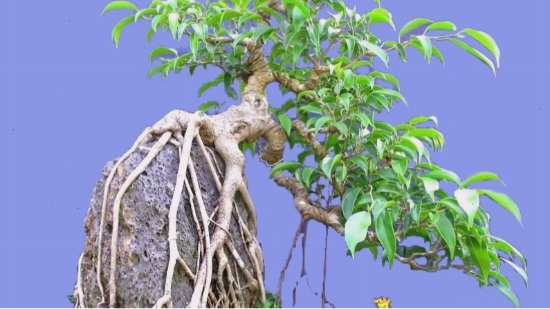 Cây Si Cảnh Bonsai với những đường nét uốn lượn nghệ thuật độc đáo