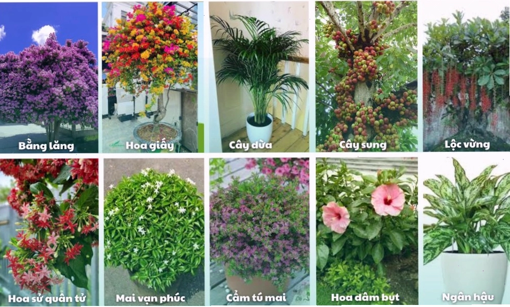 Cây xanh trang trí sân vườn
