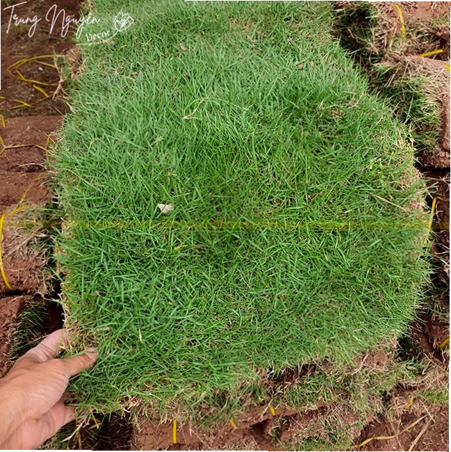 Chăm sóc cỏ nhung nhật
