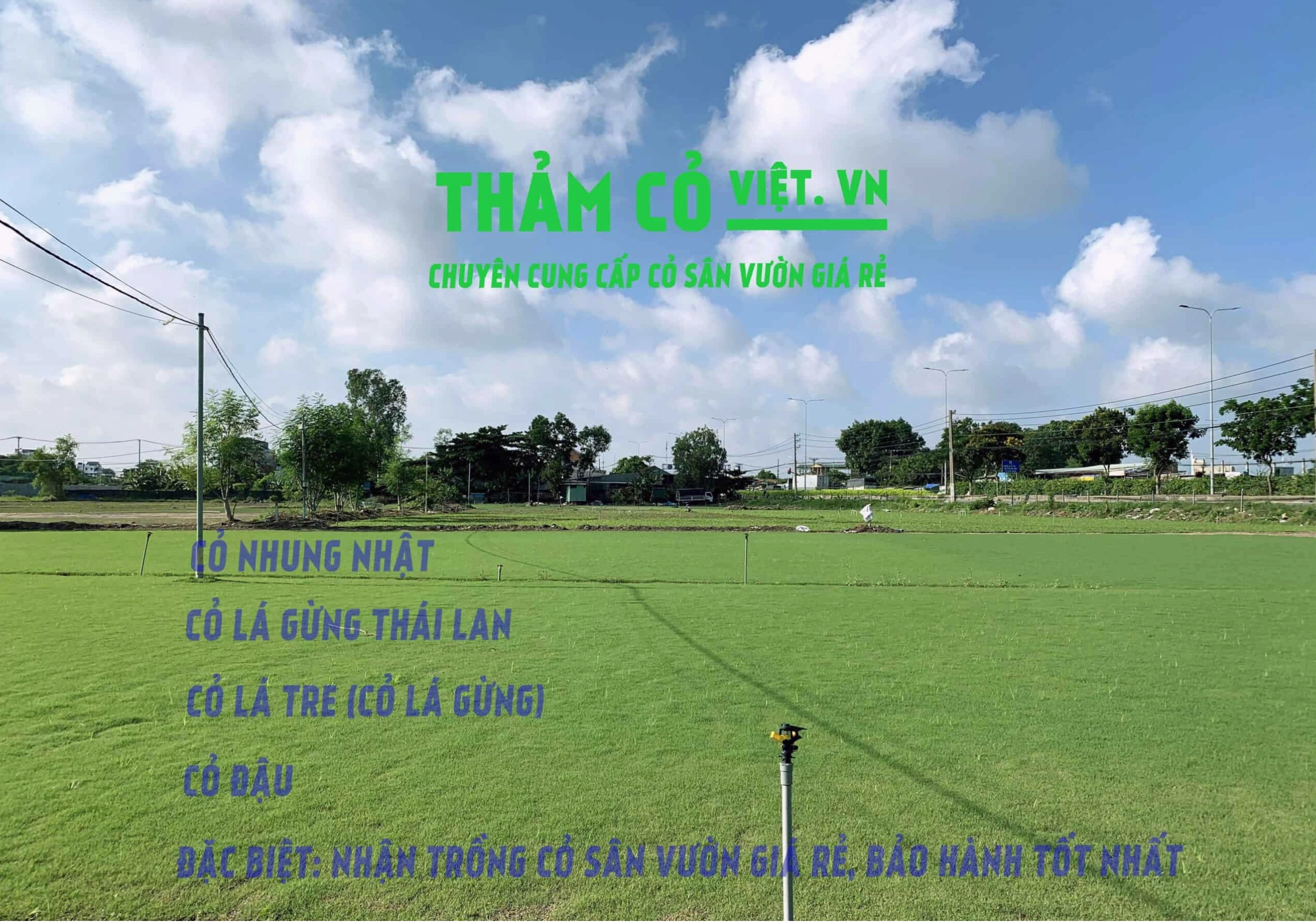 Cỏ nhung nhật trồng sân vườn đẹp