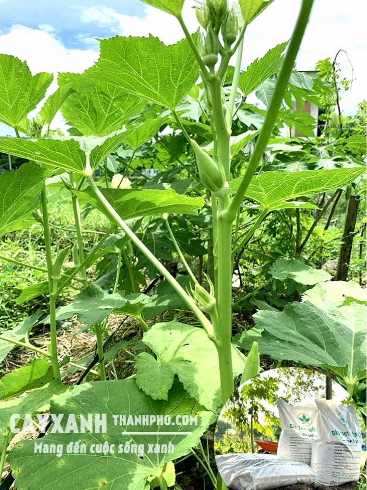 Đất trồng rau sạch đảm bảo tiêu chuẩn dinh dưỡng và độ thông thoáng