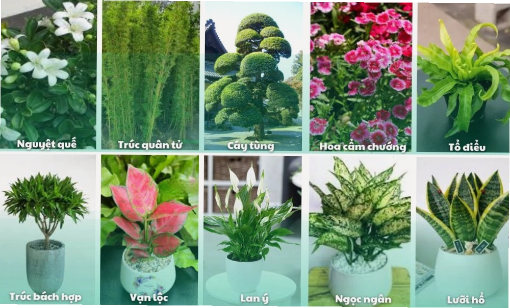 Gợi ý các loại cây trồng trong sân vườn
