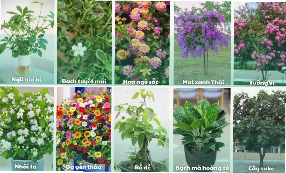 Gợi ý cây trồng trong sân vườn