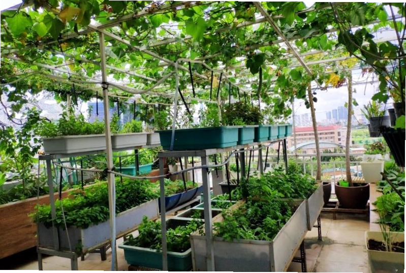 Hệ thống tưới nhỏ giọt tự động cho vườn rau