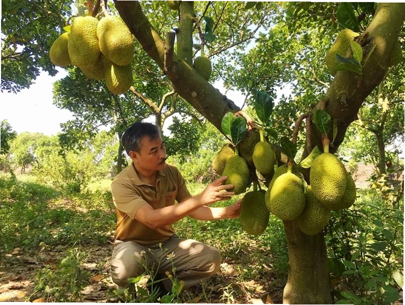 Hình ảnh minh họa một khu vườn xanh mát với các loại rau và cây ăn quả