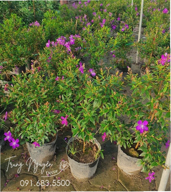 Không gian xanh mướt với cỏ nhật