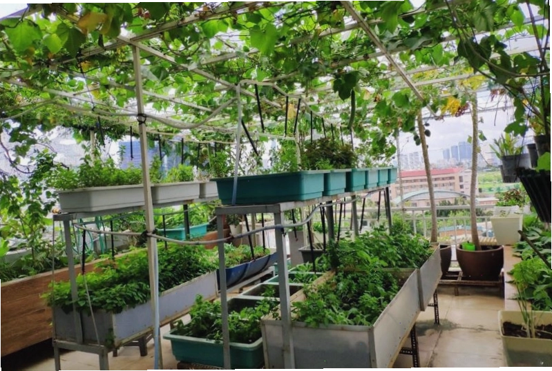 Khu vực trồng rau gia vị như húng quế, bạc hà