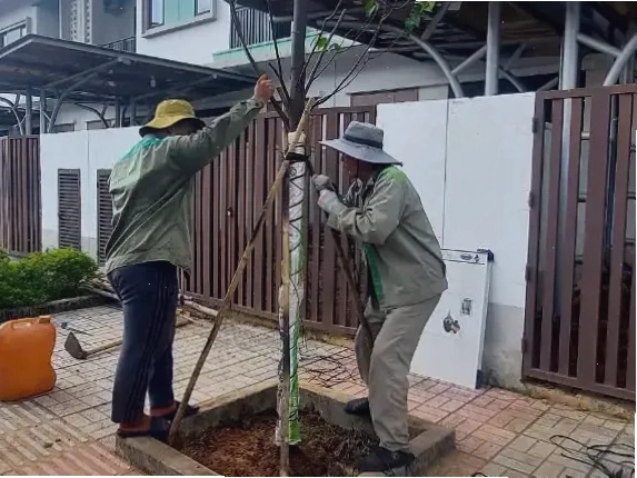Kỹ thuật chăm sóc cây ăn trái