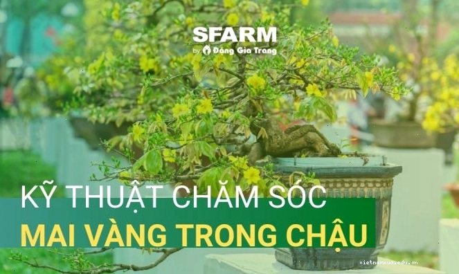 Kỹ thuật chăm sóc cây mai vàng