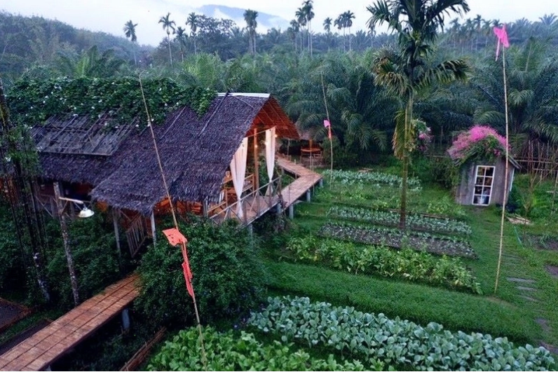 Kỹ thuật chăm sóc vườn rau sạch