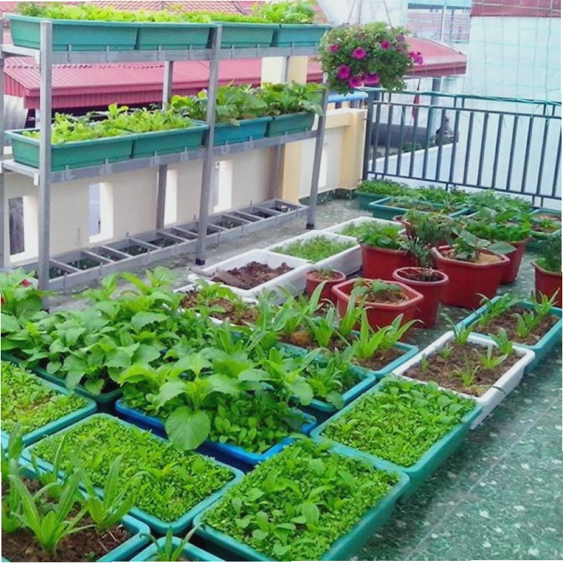 Luống rau thẳng hàng, sạch cỏ, phát triển tốt