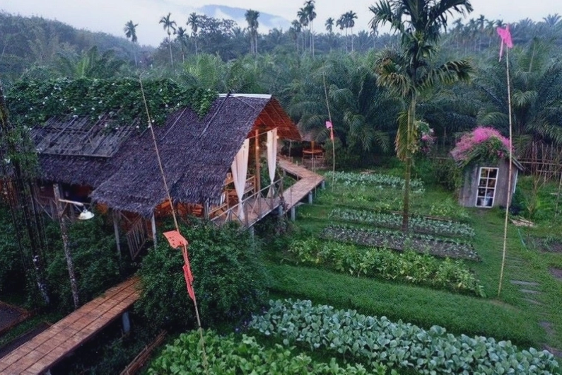 Mẫu vườn rau đẹp với hệ thống tưới nhỏ giọt