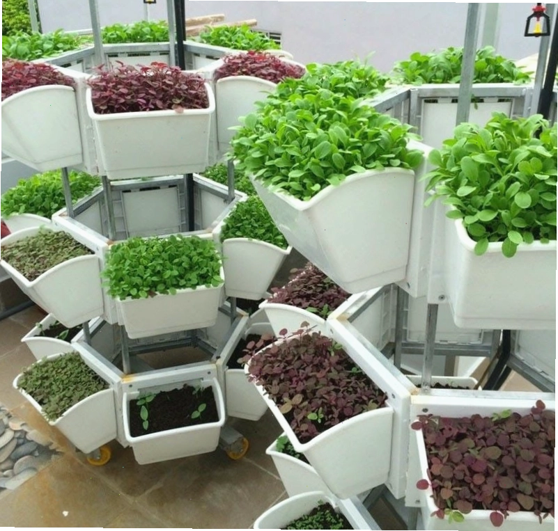 Mẫu vườn rau trước nhà với hàng rào gỗ trang trí