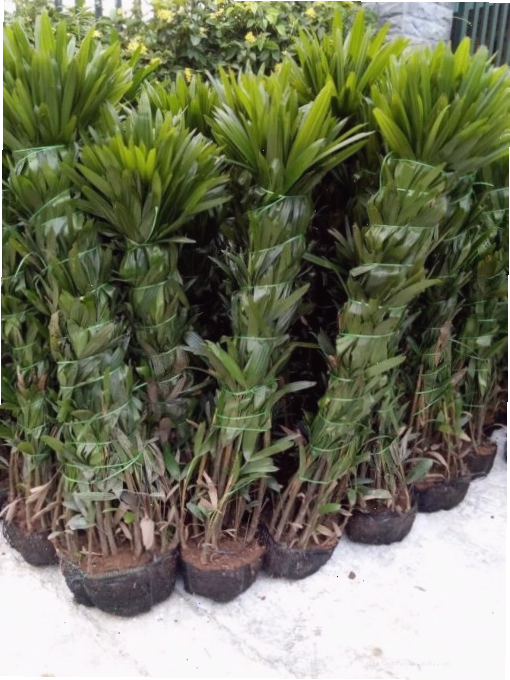 Nhà vườn cung cấp cây cảnh đẹp
