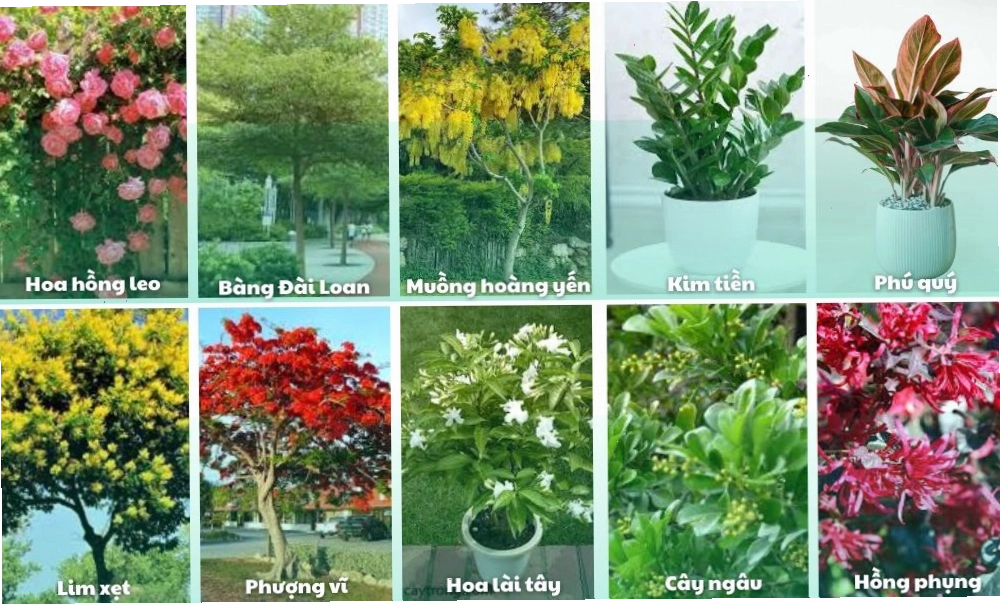 Những giống cây đẹp cho sân vườn