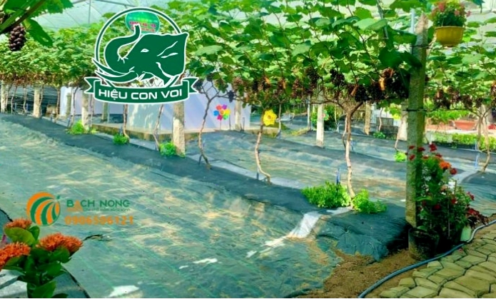 Sử dụng bạt phủ để ngăn chặn cỏ dại mọc