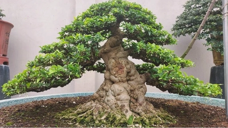 Tập hợp các loại cây cảnh bonsai đẹp nhất Việt Nam