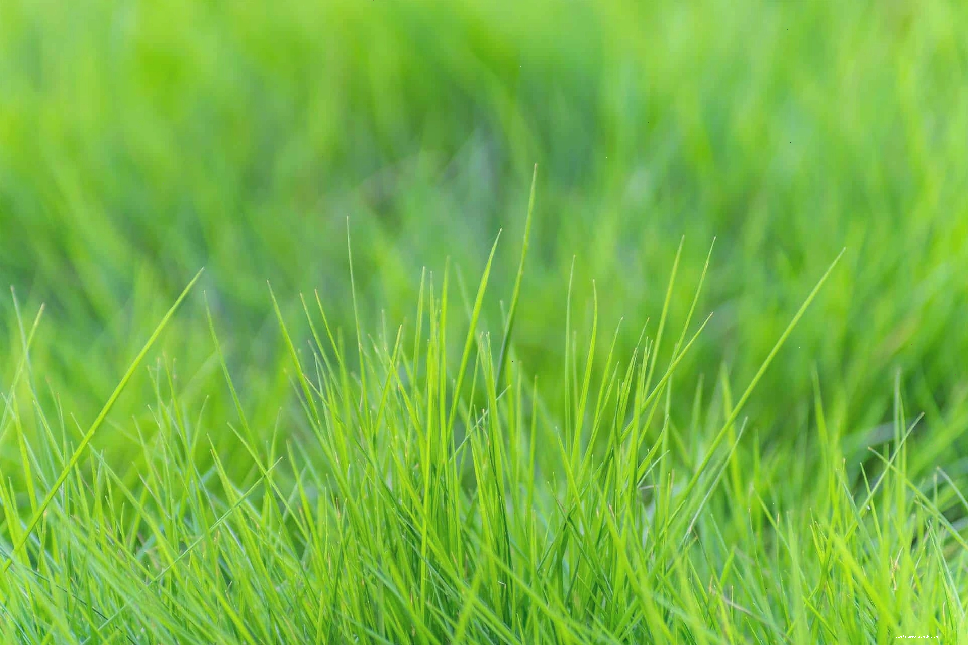 Thảm cỏ nhật xanh mướt cho sân vườn biệt thự