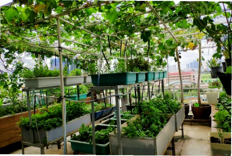 Thiết kế vườn rau thông minh cho không gian nhỏ