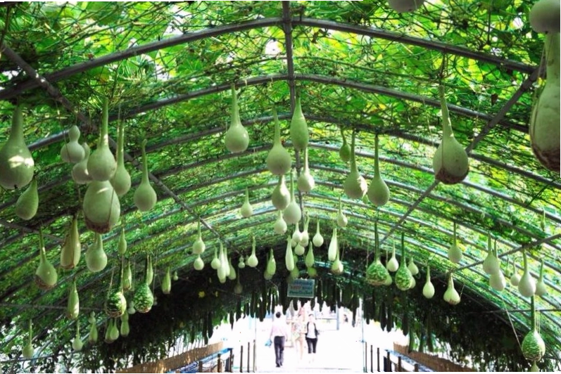 Thu hoạch rau sạch từ vườn nhà